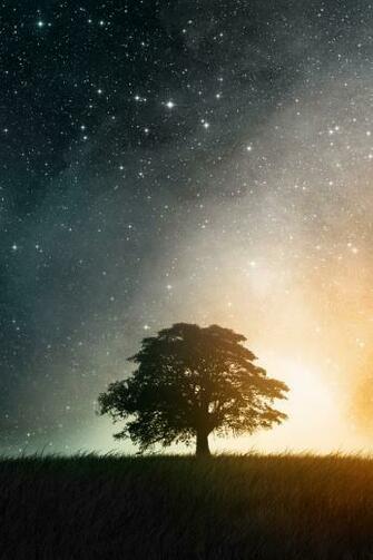 Night Tree iPhone Wallpaper Simply Beautiful