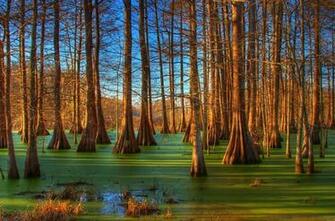 Found For Guest Post Swamps And Bayous Of Louisiana Cruises