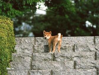 Shiba Jpg