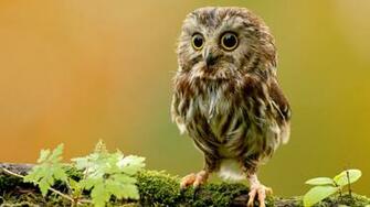 Owl Wallpaper Best