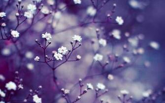 Small White Flowers Wallpaper