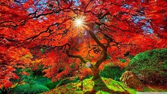 Wallpaper Nature HD Desktop
