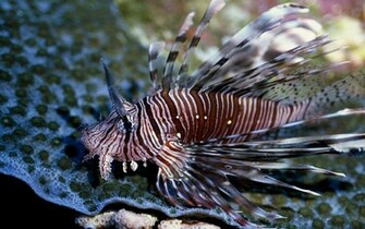 Lionfish Wallpaper