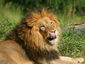 Lion Wallpaper 3d Nature