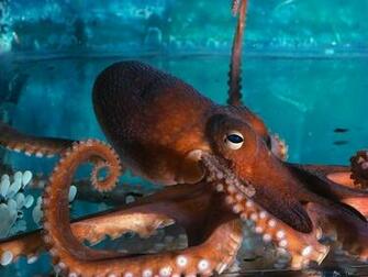 Octopus Wallpaper