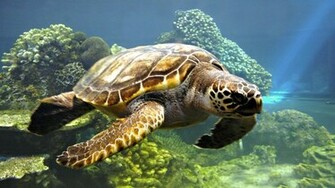HD Wallpaper Desktop Ocean Life