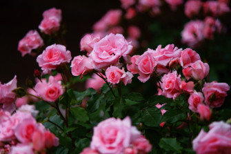 Rose Bush Pink Flower Nature HD Wallpaper