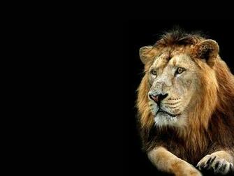 Lion Drinking Wallpaper Wide HD