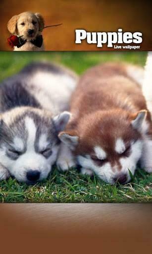Bigger Funny Puppy Live Wallpaper For Android Screenshot