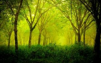 Green Forest Wallpaper