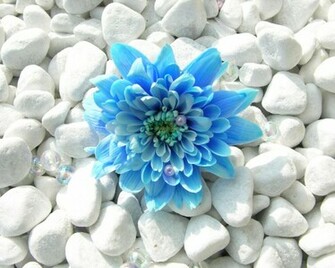 Blue Flower Wallpaper HD