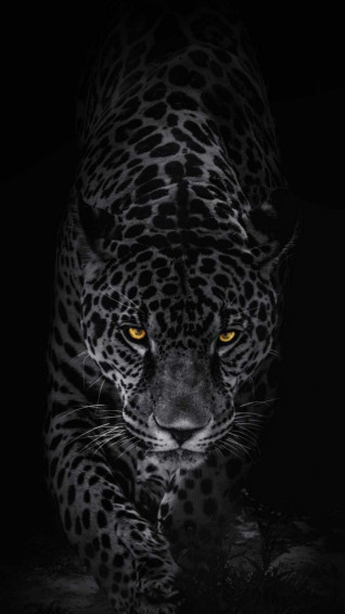 Predator Animal iPhone Wallpaper