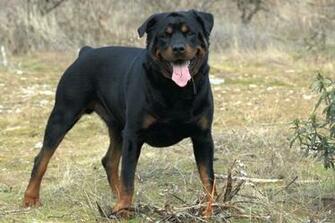 Rottweiler Wallpaper In HD Facts M5x Eu