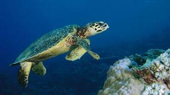 Wallpaper Sea Turtle