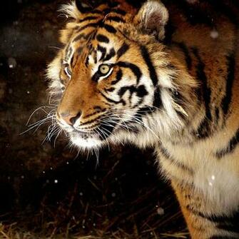 iPad Tiger Wallpaper Nobon