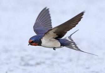Birds Of The Trails Cwcb Cape West Coast