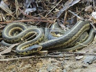 Snake Garter Image