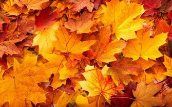 Wz Media Uploads Fall Leaves Wallpaper Desktop Jpg