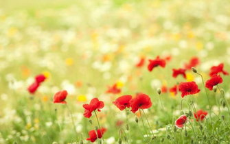 HD Desktop Wallpaper Net