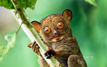 Bing Desktop Animal Wallpaper On