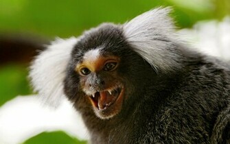 Wallpaper Marmoset Monkey Small