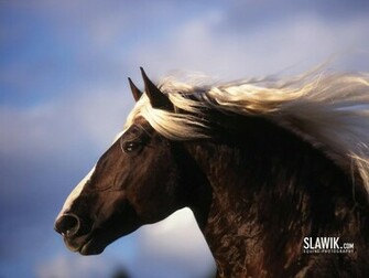 Horse Wallpaper Arabian Beautiful