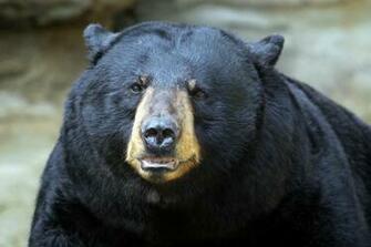 Black Bear Desktop Wallpaper