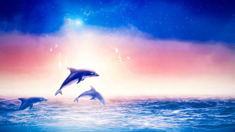 Dolphin Wallpaper Desktop Discover More Animal Aquatic Beautiful