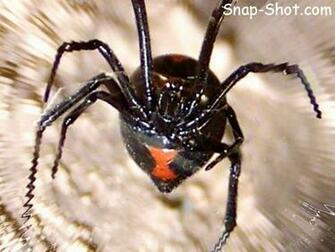 Spider Black Widow Wallpaper Picture