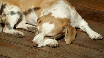Beagle HD Wallpaper Color Palette Tags Animals Dogs Category