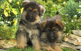 German Shepherd Puppies Wallpaper