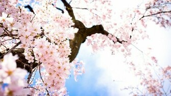 Cherry Blossom Desktop Wallpaper