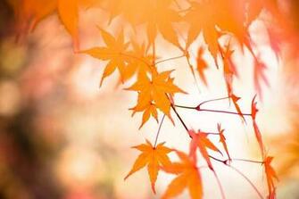 Here Is The List Of Top Desktop Wallpaper For Ubuntu