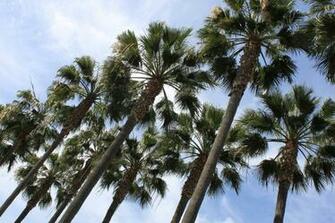 California Palm Trees Image Crazygallery Info Leechh Link Site