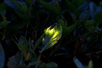 Lightning Bugs Wallpaper