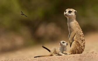 Meerkat Wallpaper Pictures