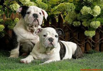 American Bulldog Wallpaper English Cool