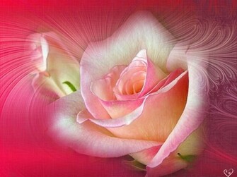 Flowers Pictures Wallpaper Red Roses