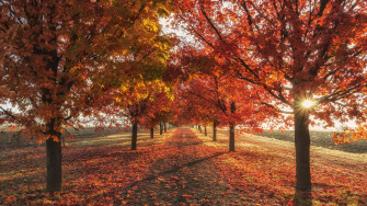 Autumn Fall Season Trees 4k Laptop Full HD 1080p Wallpaper