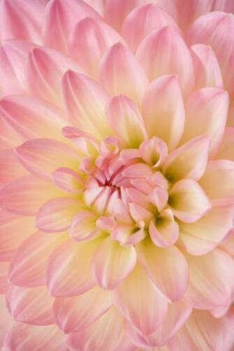 Flower Wallpaper HD Hq