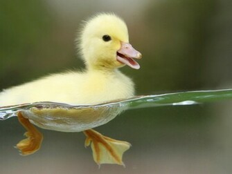 Why Does The Duck Stop Here Stops
