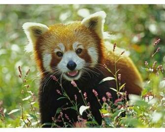 Cute Red Panda Wallpaper