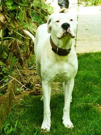 Argentine Dogo Sleeping Wallpaper Dog Breeds Picture