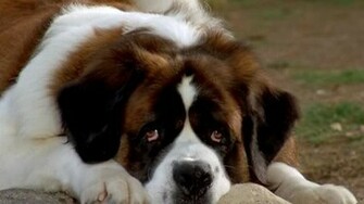 Showing Gallery For Beethoven Dog Wallpaper