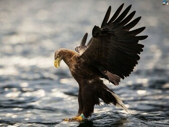 Birds Wallpaper