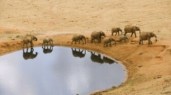 African Elephants Widescreen Wallpaper