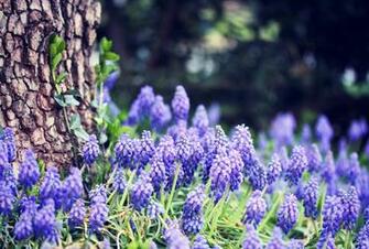 Grape Hyacinth Flowers Blue Grass Forest Tree Trunk Bark Side