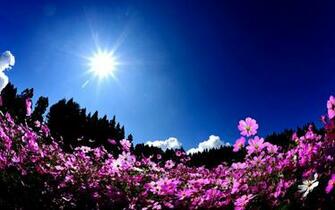 Sun Shining Wallpaper Pretty Flower Photo