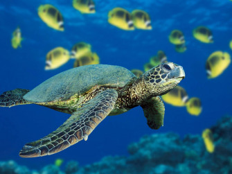 Turtle Wallpaper