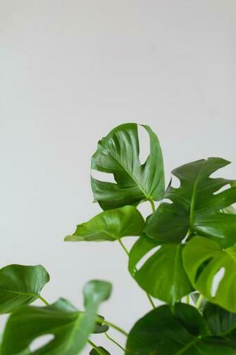 Leaf Plant Green And Wallpaper HD Photo By Adam Przeniewski